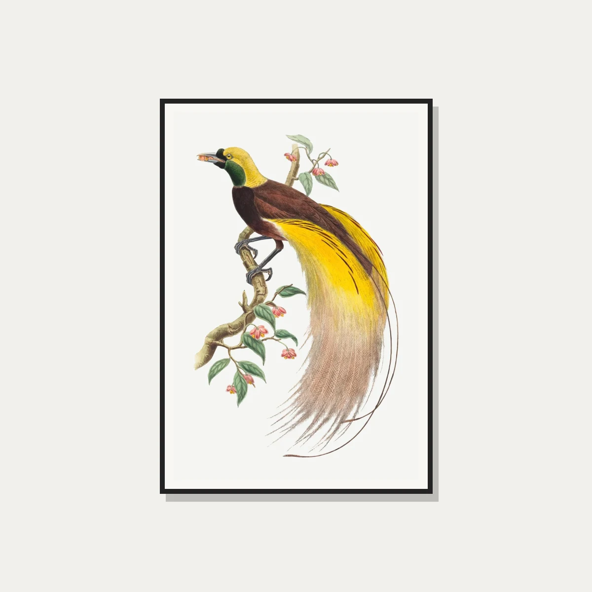 Vintage Bird of Paradise Illustration Canvas wall art print — photo frame preview | PrintPosters.in