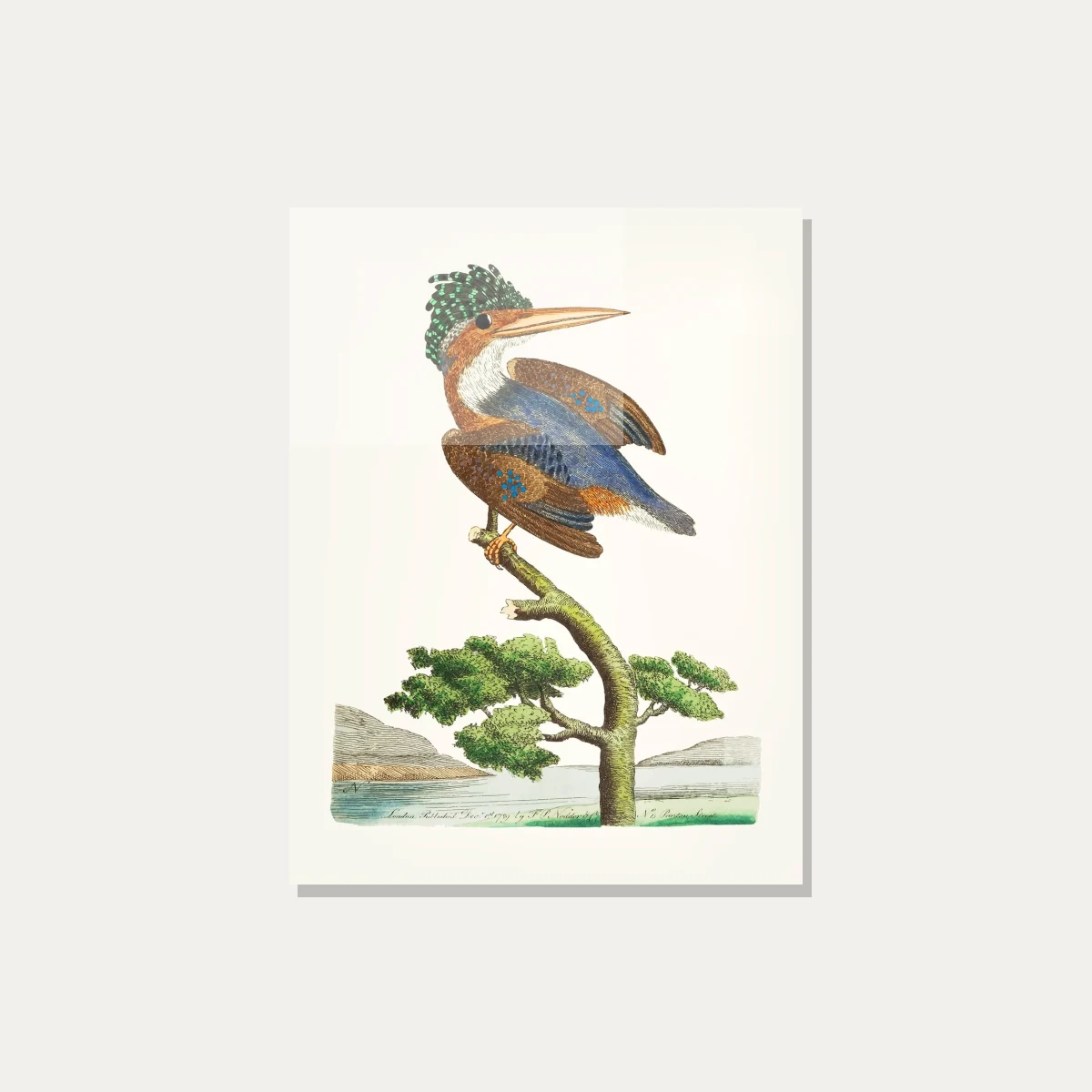Crested Kingfisher Vintage Illustration Canvas wall art print — acrylic preview | PrintPosters.in