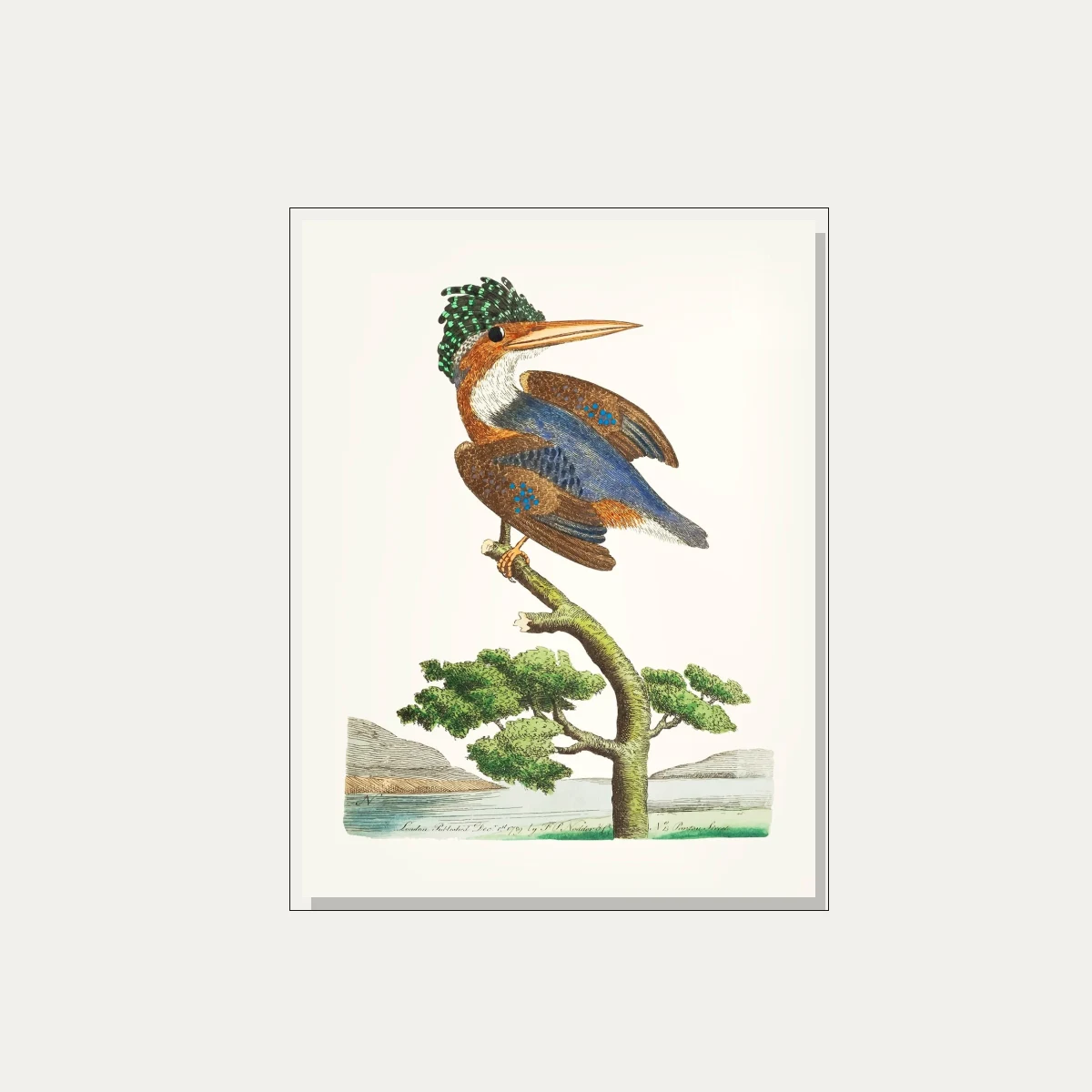 Crested Kingfisher Vintage Illustration Canvas wall art print — floater frame preview | PrintPosters.in