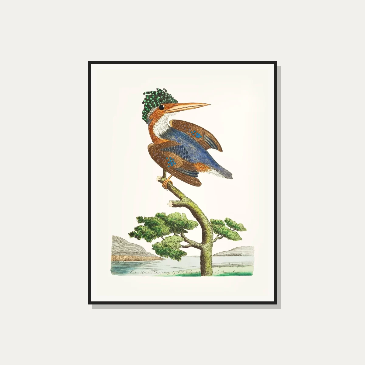 Crested Kingfisher Vintage Illustration Canvas wall art print — photo frame preview | PrintPosters.in
