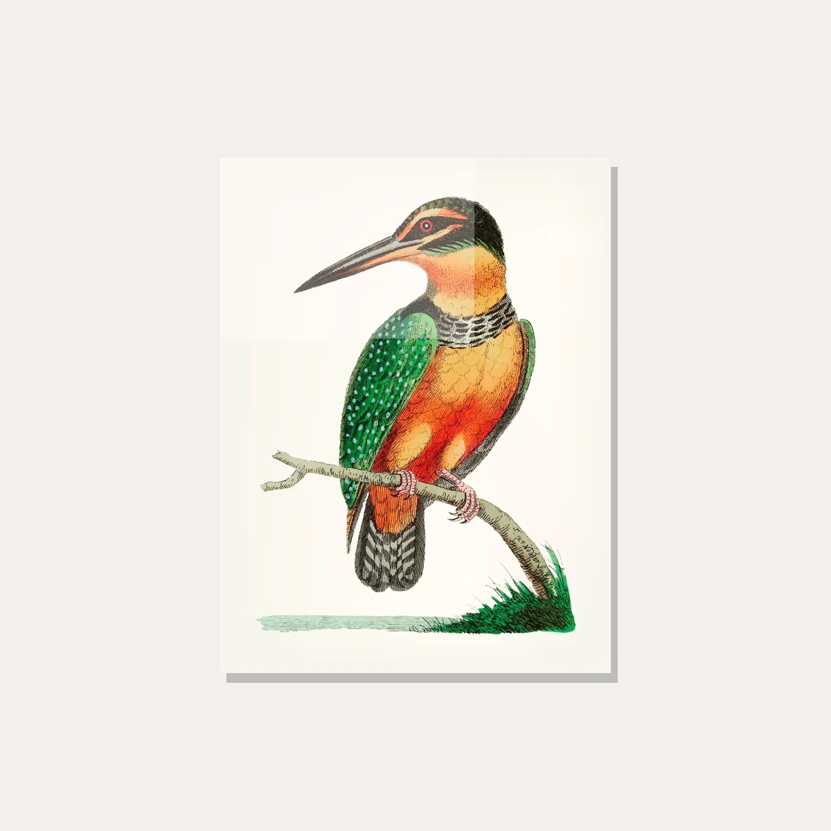 Vintage Kingfisher Hand-Drawn Canvas Print wall art print — acrylic preview | PrintPosters.in