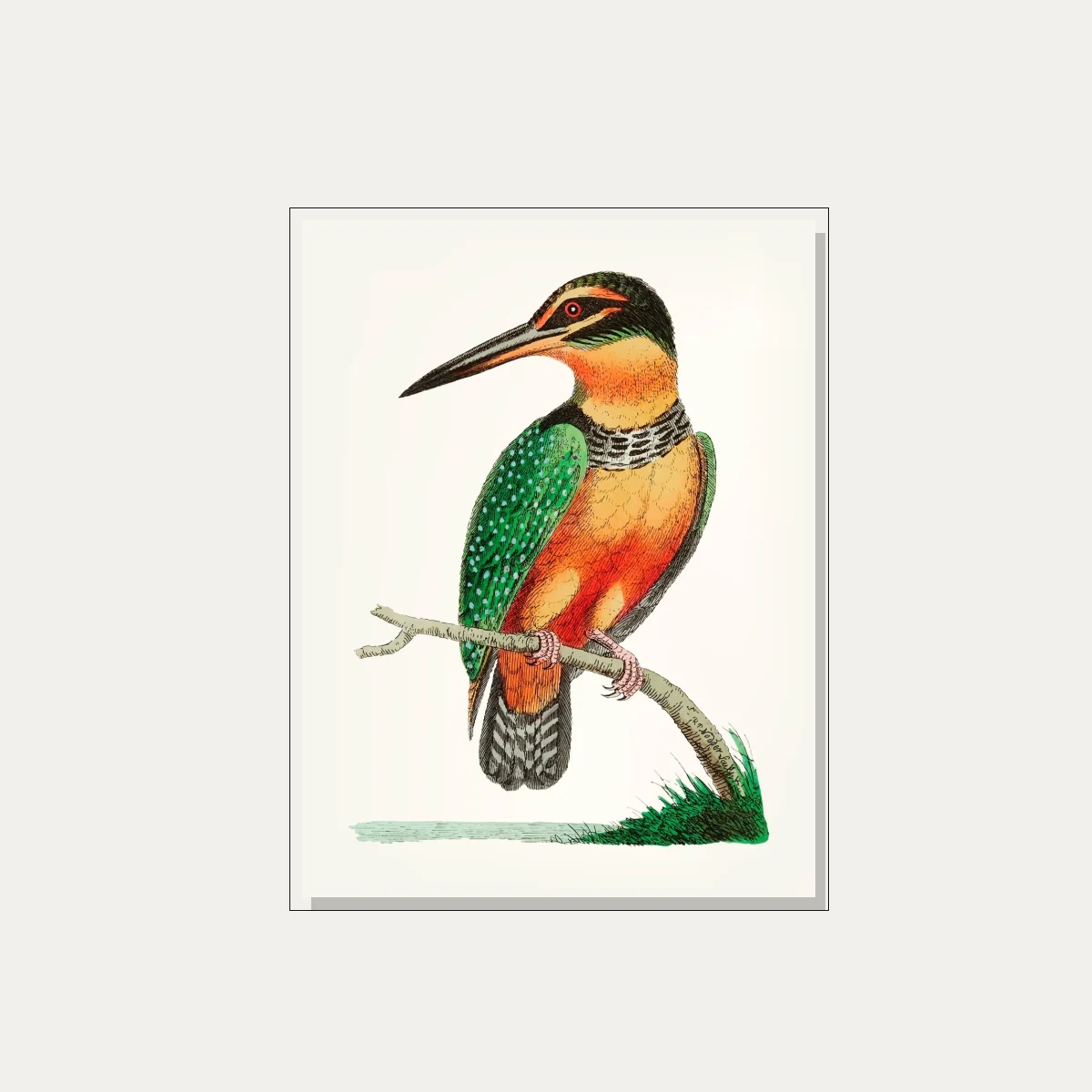 Vintage Kingfisher Hand-Drawn Canvas Print wall art print — floater frame preview | PrintPosters.in
