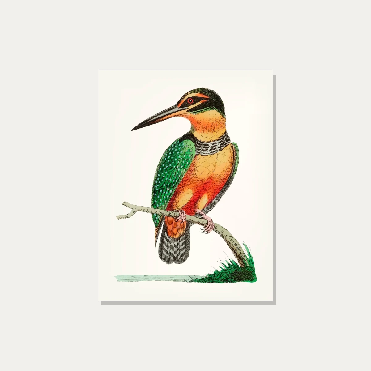 Vintage Kingfisher Hand-Drawn Canvas Print wall art print | PrintPosters.in