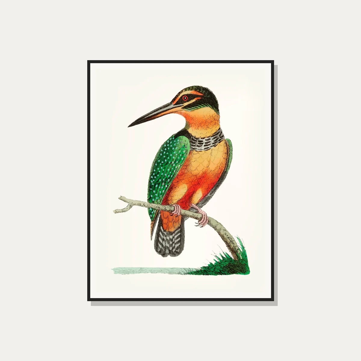 Vintage Kingfisher Hand-Drawn Canvas Print wall art print — photo frame preview | PrintPosters.in
