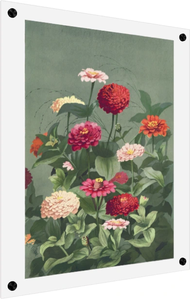 Vintage botanical illustration of colorful zinnia flowers in red, pink, and cream on a sage green background. — acrylic preview | PrintPosters.in