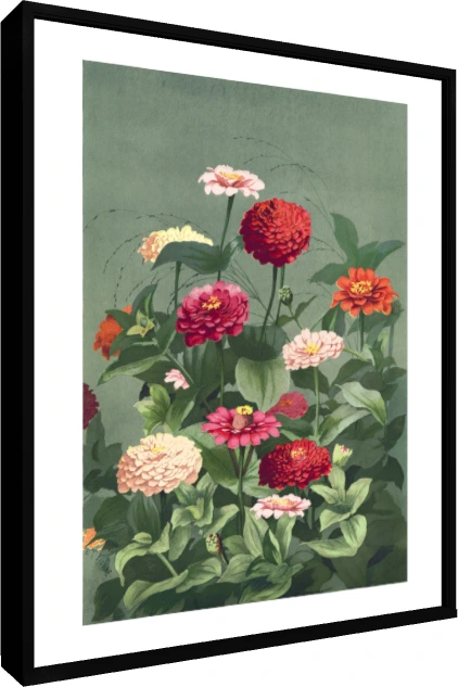 Vintage botanical illustration of colorful zinnia flowers in red, pink, and cream on a sage green background. — floater frame preview | PrintPosters.in
