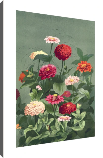 Vintage botanical illustration of colorful zinnia flowers in red, pink, and cream on a sage green background. | PrintPosters.in