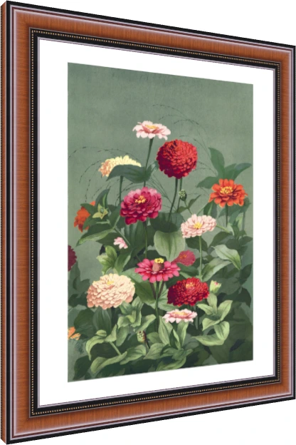 Vintage botanical illustration of colorful zinnia flowers in red, pink, and cream on a sage green background. — photo frame preview | PrintPosters.in