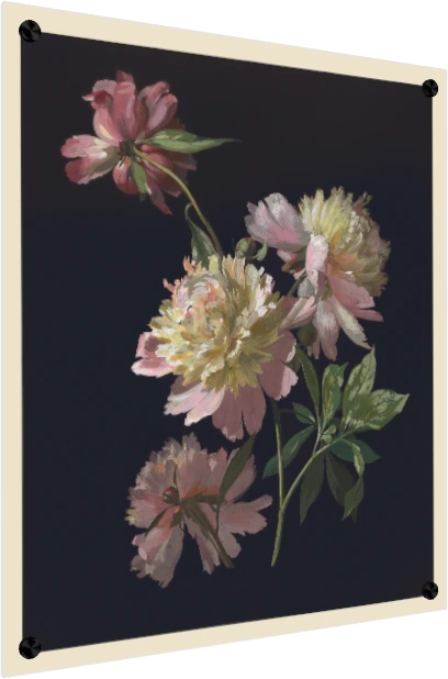 Detailed botanical illustration of blush pink peonies emerging from a pitch-black background with green leaves. — acrylic preview | PrintPosters.in