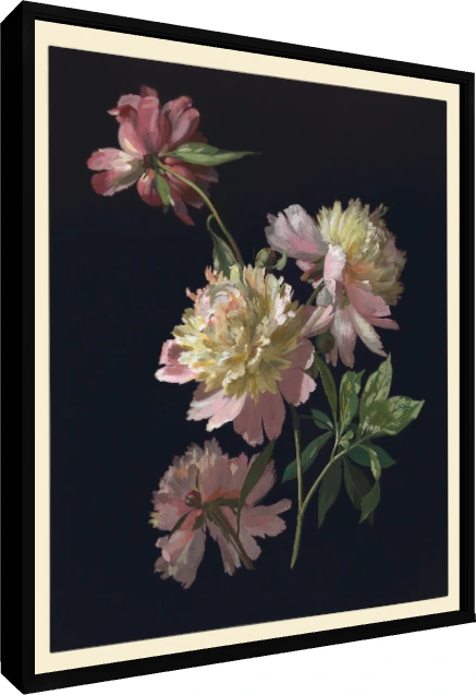 Detailed botanical illustration of blush pink peonies emerging from a pitch-black background with green leaves. — floater frame preview | PrintPosters.in