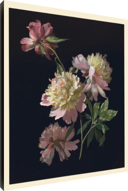 Detailed botanical illustration of blush pink peonies emerging from a pitch-black background with green leaves. | PrintPosters.in