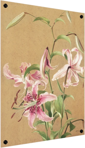 Vintage botanical illustration of pink spotted Oriental lilies on textured parchment background. — acrylic preview | PrintPosters.in