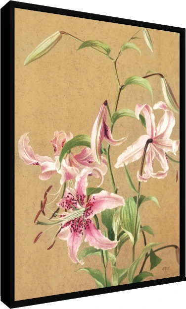 Vintage botanical illustration of pink spotted Oriental lilies on textured parchment background. — floater frame preview | PrintPosters.in