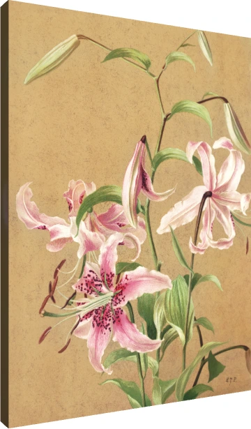 Vintage botanical illustration of pink spotted Oriental lilies on textured parchment background. | PrintPosters.in