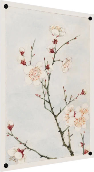 Watercolor illustration of blooming white plum blossoms with red sepals on slender green branches against a pale blue wash. — acrylic preview | PrintPosters.in