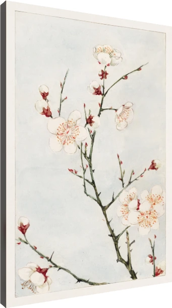 Watercolor illustration of blooming white plum blossoms with red sepals on slender green branches against a pale blue wash. | PrintPosters.in