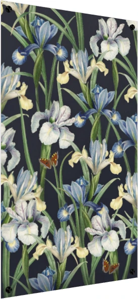 Vintage botanical illustration of blue and white iris flowers with orange butterflies on a dark navy background. — acrylic preview | PrintPosters.in