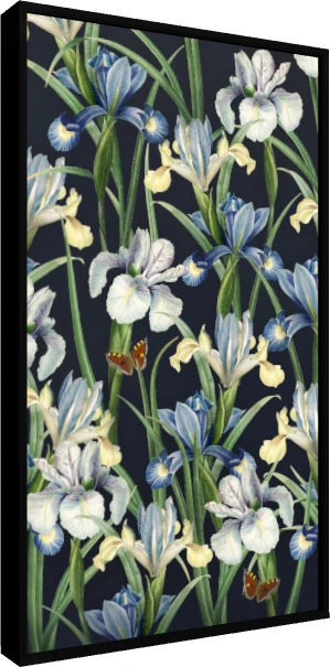Vintage botanical illustration of blue and white iris flowers with orange butterflies on a dark navy background. — floater frame preview | PrintPosters.in