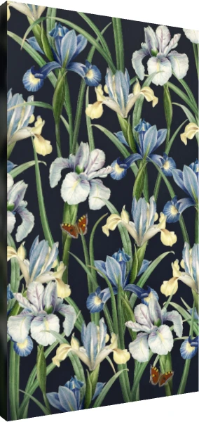 Vintage botanical illustration of blue and white iris flowers with orange butterflies on a dark navy background. | PrintPosters.in