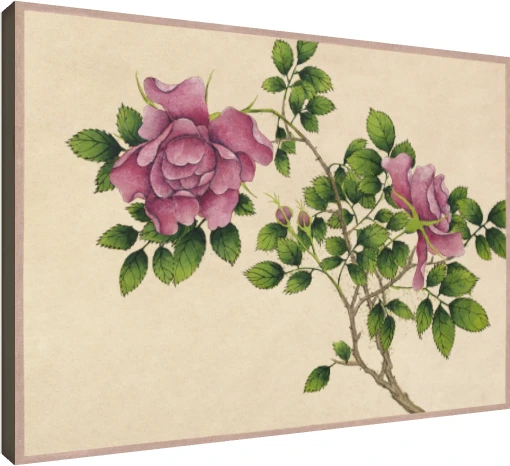Detailed botanical illustration of pink wild roses with green leaves on warm beige parchment background. | PrintPosters.in