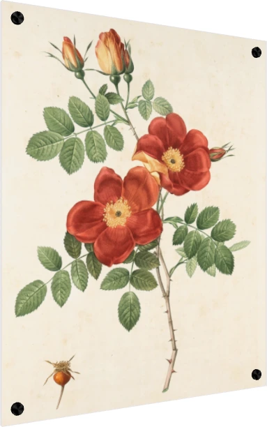 Vintage botanical illustration of red wild roses with green leaves, thorns, buds, and a small rosehip. — acrylic preview | PrintPosters.in