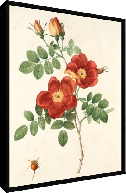 Vintage botanical illustration of red wild roses with green leaves, thorns, buds, and a small rosehip. — floater frame preview | PrintPosters.in