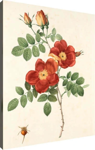 Vintage botanical illustration of red wild roses with green leaves, thorns, buds, and a small rosehip. | PrintPosters.in