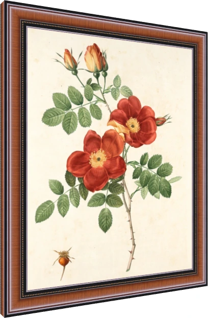 Vintage botanical illustration of red wild roses with green leaves, thorns, buds, and a small rosehip. — photo frame preview | PrintPosters.in