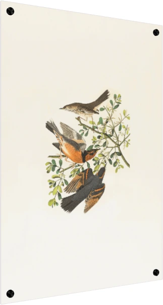 Vintage Audubon style illustration of three varied thrush birds perched on a green mistletoe branch. — acrylic preview | PrintPosters.in