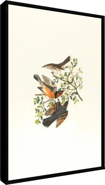 Vintage Audubon style illustration of three varied thrush birds perched on a green mistletoe branch. — floater frame preview | PrintPosters.in