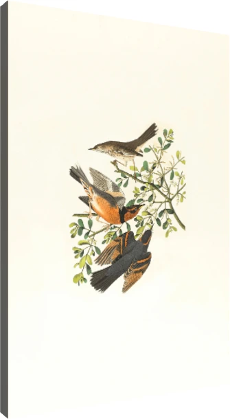 Vintage Audubon style illustration of three varied thrush birds perched on a green mistletoe branch. | PrintPosters.in