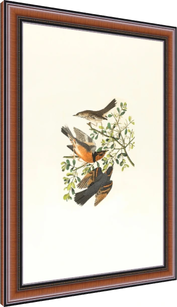 Vintage Audubon style illustration of three varied thrush birds perched on a green mistletoe branch. — photo frame preview | PrintPosters.in
