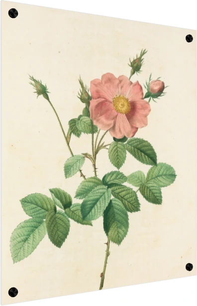 Vintage botanical illustration of a open pink wild rose flower with buds, detailed green leaves, and sharp thorns on cream background. — acrylic preview | PrintPosters.in