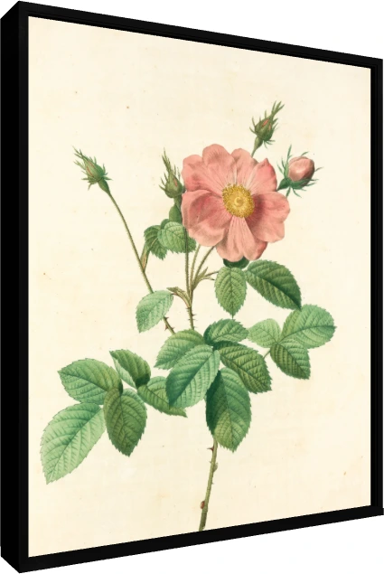 Vintage botanical illustration of a open pink wild rose flower with buds, detailed green leaves, and sharp thorns on cream background. — floater frame preview | PrintPosters.in