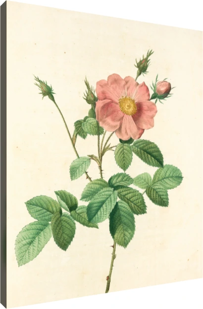 Vintage botanical illustration of a open pink wild rose flower with buds, detailed green leaves, and sharp thorns on cream background. | PrintPosters.in