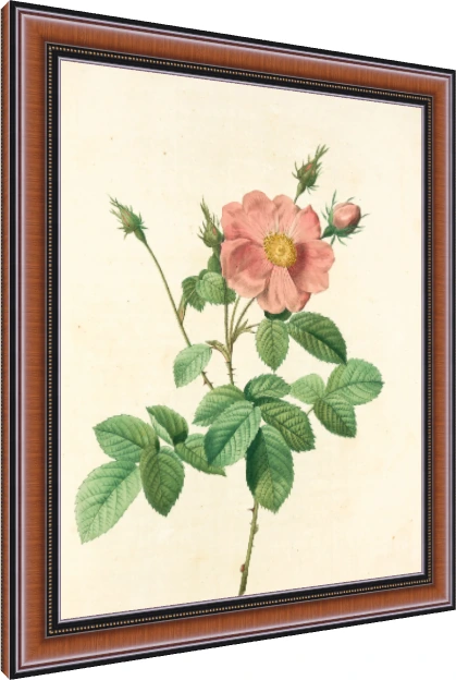 Vintage botanical illustration of a open pink wild rose flower with buds, detailed green leaves, and sharp thorns on cream background. — photo frame preview | PrintPosters.in