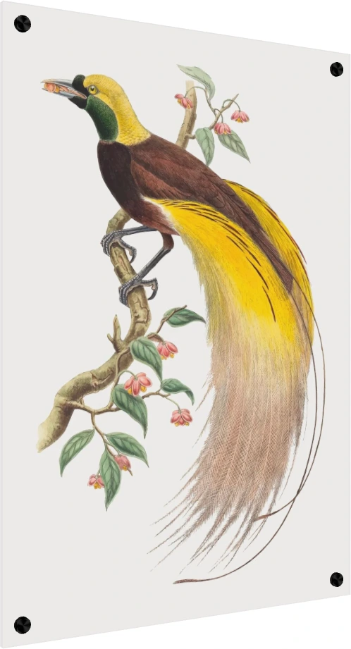 Vintage Bird of Paradise Illustration Canvas wall art print — acrylic preview | PrintPosters.in