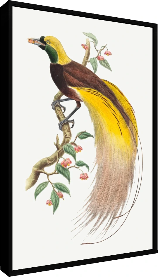 Vintage Bird of Paradise Illustration Canvas wall art print — floater frame preview | PrintPosters.in
