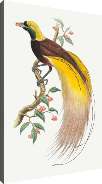 Vintage Bird of Paradise Illustration Canvas wall art print | PrintPosters.in
