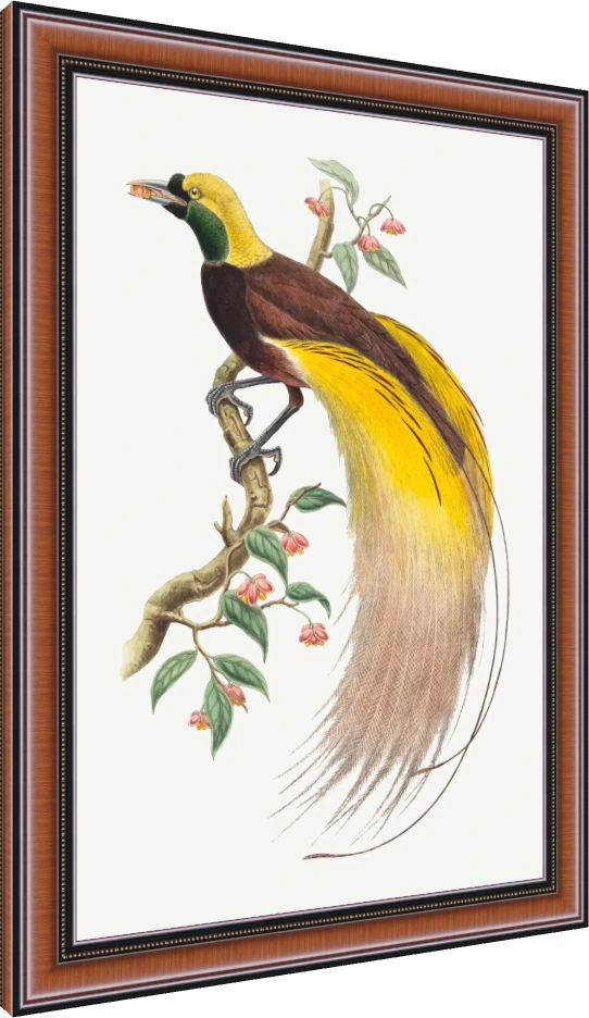 Vintage Bird of Paradise Illustration Canvas wall art print — photo frame preview | PrintPosters.in