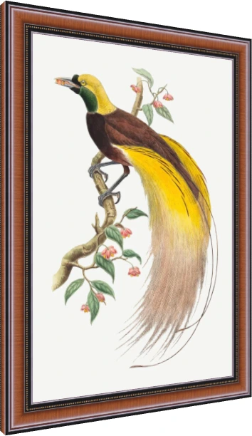 Vintage Bird of Paradise Illustration Canvas wall art print — photo frame preview | PrintPosters.in
