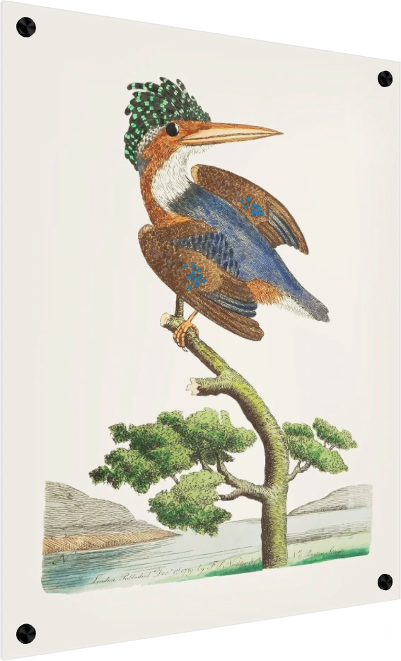 Crested Kingfisher Vintage Illustration Canvas wall art print — acrylic preview | PrintPosters.in