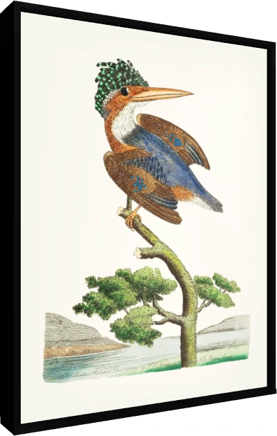Crested Kingfisher Vintage Illustration Canvas wall art print — floater frame preview | PrintPosters.in