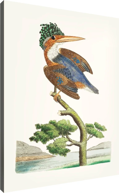 Crested Kingfisher Vintage Illustration Canvas wall art print | PrintPosters.in