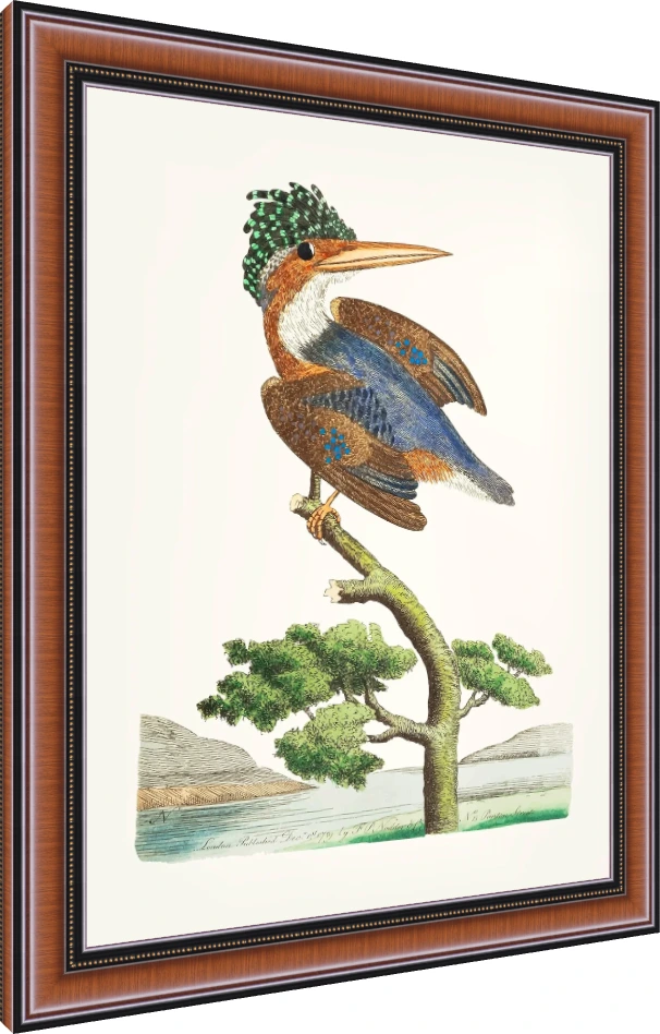 Crested Kingfisher Vintage Illustration Canvas wall art print — photo frame preview | PrintPosters.in