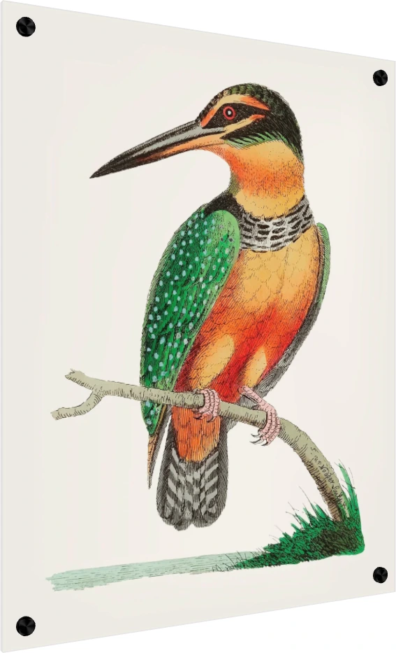 Vintage Kingfisher Hand-Drawn Canvas Print wall art print — acrylic preview | PrintPosters.in