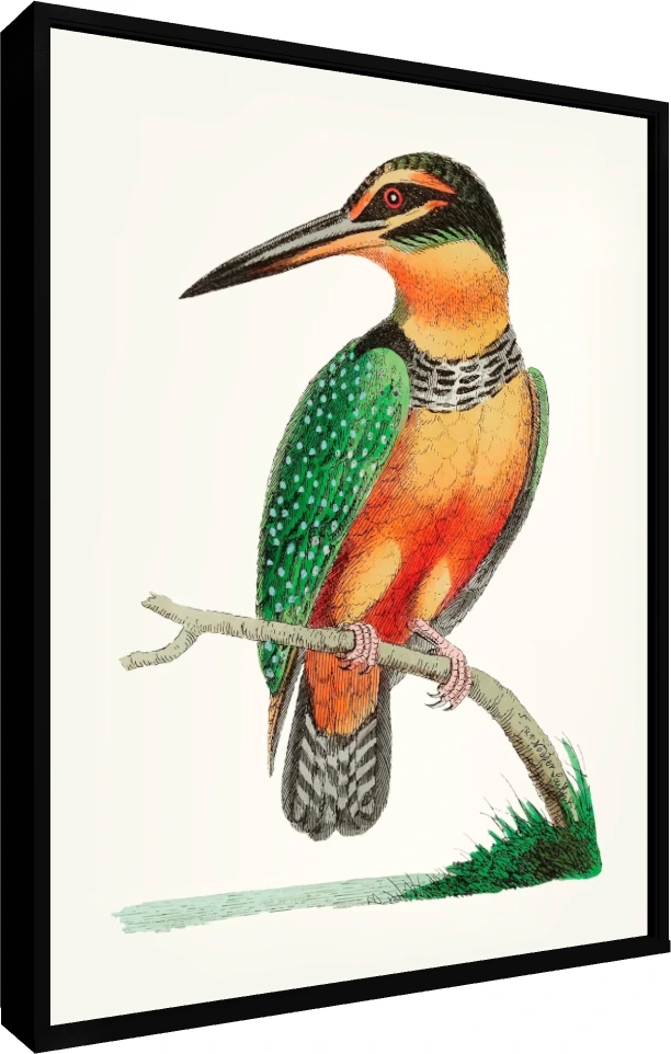 Vintage Kingfisher Hand-Drawn Canvas Print wall art print — floater frame preview | PrintPosters.in