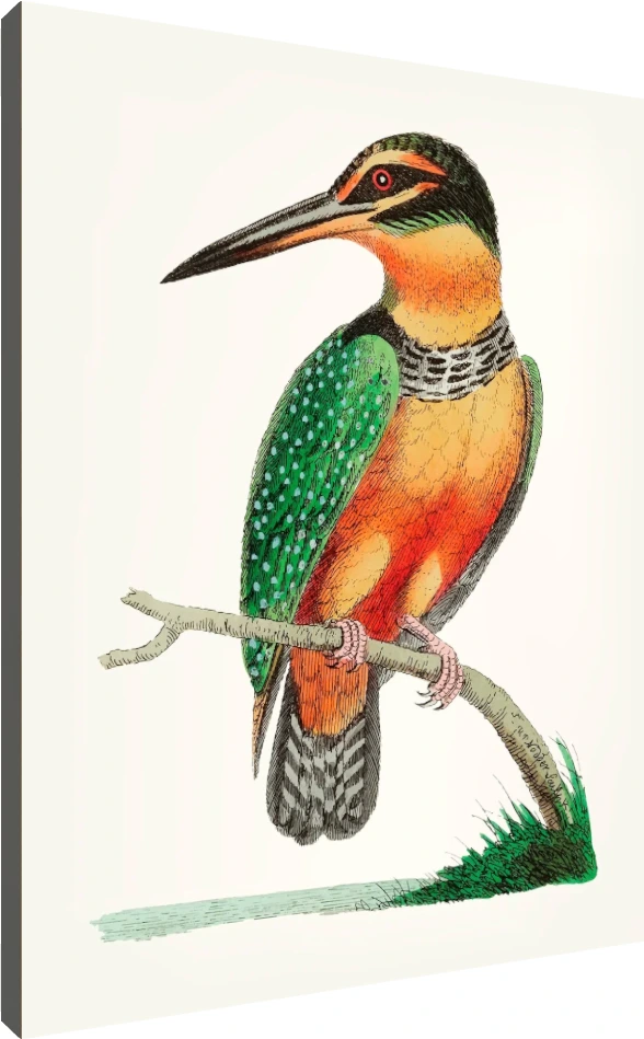 Vintage Kingfisher Hand-Drawn Canvas Print wall art print | PrintPosters.in