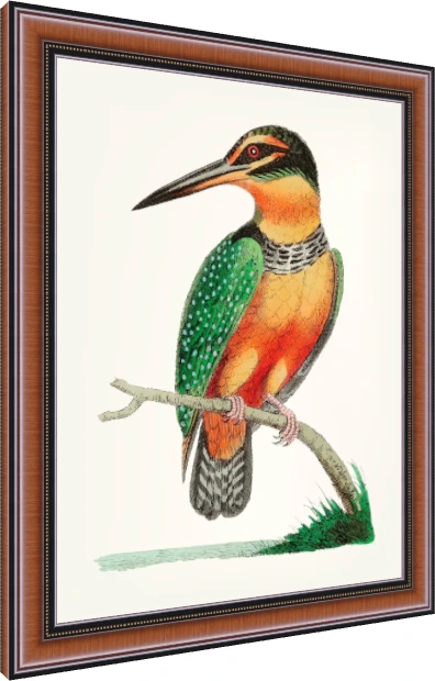 Vintage Kingfisher Hand-Drawn Canvas Print wall art print — photo frame preview | PrintPosters.in